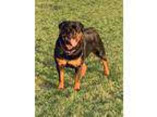 Rottweiler Puppy for sale in Hull, IA, USA
