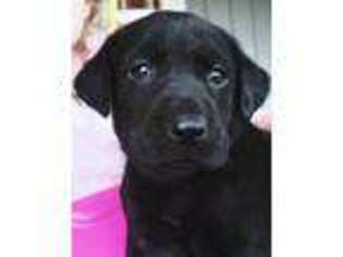 Labrador Retriever Puppy for sale in Nahunta, GA, USA