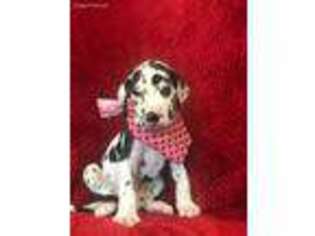 Great Dane Puppy for sale in Goodman, MO, USA