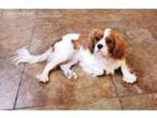 Cavalier King Charles Spaniel Puppy for sale in Peoria, AZ, USA