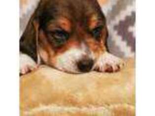 Beagle Puppy for sale in Corning, CA, USA
