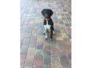 German Shorthaired Pointer Puppy for sale in Saint Augustine, FL, USA