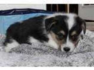 Pembroke Welsh Corgi Puppy for sale in Whitewater, CO, USA