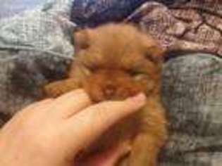 Pomeranian Puppy for sale in Roosevelt, MN, USA