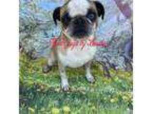 Pug Puppy for sale in Mount Airy, GA, USA