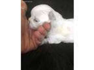 Maltese Puppy for sale in Texarkana, AR, USA