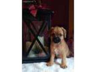 Pug Puppy for sale in Bethel, PA, USA