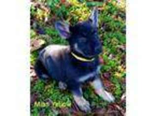 German Shepherd Dog Puppy for sale in Maud, TX, USA
