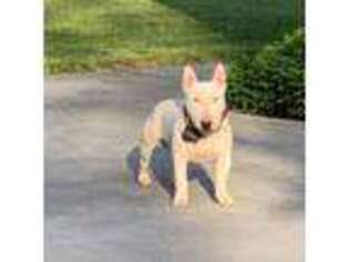 Bull Terrier Puppy for sale in Robbinsville, NC, USA