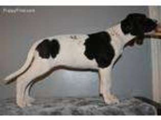 Great Dane Puppy for sale in Lakeville, NY, USA