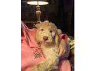 Goldendoodle Puppy for sale in Magalia, CA, USA