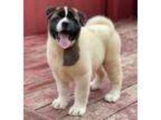Akita Puppy for sale in San Diego, CA, USA