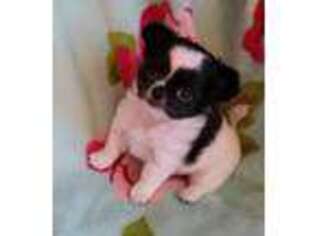 Chihuahua Puppy for sale in Columbus, KS, USA