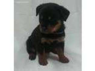 Rottweiler Puppy for sale in Prosperity, SC, USA