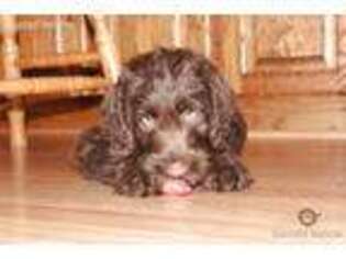 Labradoodle Puppy for sale in Bruno, MN, USA