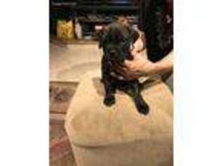 Bullmastiff Puppy for sale in Brunswick, GA, USA