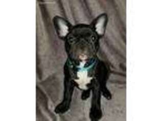 French Bulldog Puppy for sale in Proctor, VT, USA