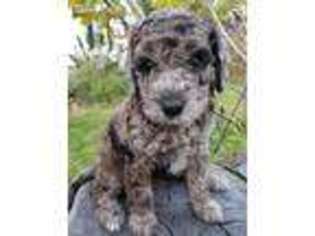 Mutt Puppy for sale in Elgin, MN, USA