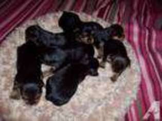 Yorkshire Terrier Puppy for sale in AFTON, NY, USA