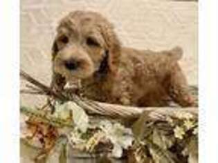 Goldendoodle Puppy for sale in Murphy, NC, USA