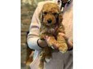 Goldendoodle Puppy for sale in Hammonton, NJ, USA