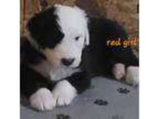 Old English Sheepdog Puppy for sale in Campton, KY, USA