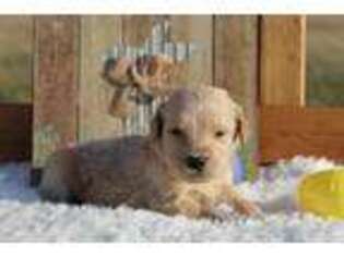 Goldendoodle Puppy for sale in Pierce City, MO, USA