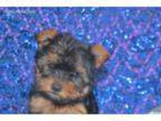 Yorkshire Terrier Puppy for sale in Simms, TX, USA