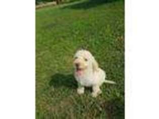 Labradoodle Puppy for sale in Coffeyville, KS, USA