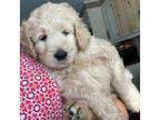 Goldendoodle Puppy for sale in Salem, NH, USA