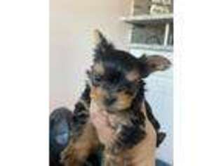 Yorkshire Terrier Puppy for sale in Oak Lawn, IL, USA