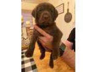 Labrador Retriever Puppy for sale in Bailey, CO, USA