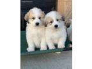 Great Pyrenees Puppy for sale in Stockton, UT, USA