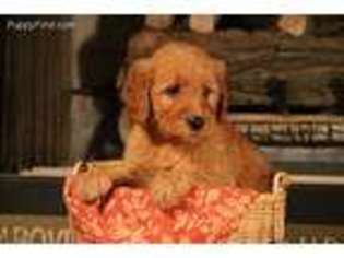 Goldendoodle Puppy for sale in Franklin, NC, USA