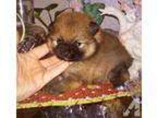 Pomeranian Puppy for sale in MARTINEZ, CA, USA