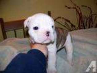 Bulldog Puppy for sale in CORRY, PA, USA
