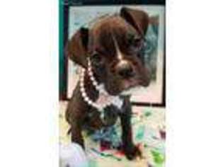 Boxer Puppy for sale in Aurora, OR, USA