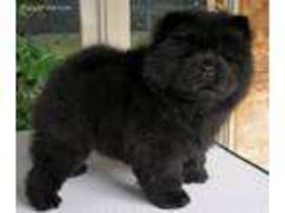 Chow Chow Puppy for sale in Phoenix, AZ, USA