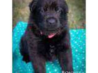 German Shepherd Dog Puppy for sale in Wabash, IN, USA