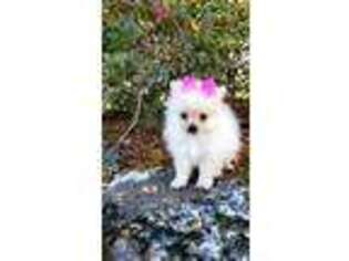 Pomeranian Puppy for sale in Clermont, FL, USA