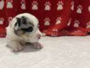 Pembroke Welsh Corgi Puppy for sale in Hollywood, FL, USA
