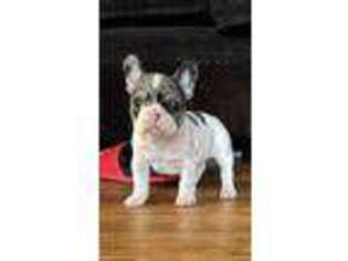 French Bulldog Puppy for sale in Fort Smith, AR, USA