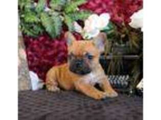 French Bulldog Puppy for sale in Columbia, MO, USA