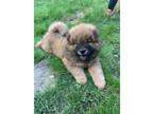 Chow Chow Puppy for sale in Blairs Mills, PA, USA