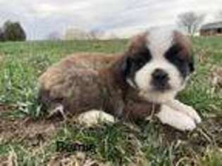 Saint Bernard Puppy for sale in Carbondale, IL, USA