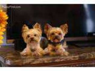 Yorkshire Terrier Puppy for sale in North Charleston, SC, USA