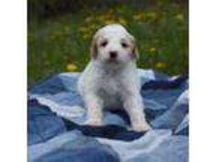 Mutt Puppy for sale in Huntsville, UT, USA