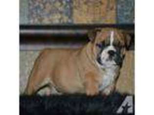 Bulldog Puppy for sale in NORTH HOLLYWOOD, CA, USA