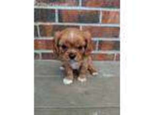 Cavalier King Charles Spaniel Puppy for sale in Boonville, MO, USA