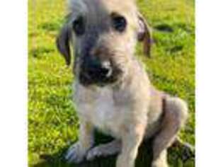Irish Wolfhound Puppy for sale in Peoria, AZ, USA